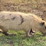 Calor extremo no Pantanal causa mudanças na pelagem das capivaras