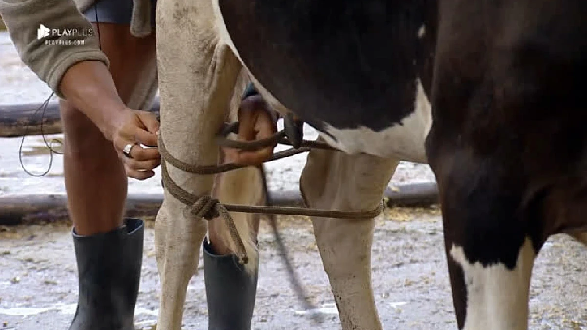 Leia mais sobre o artigo Trabalhador rural morre após levar coice de vaca ao tentar abusar do animal no DF