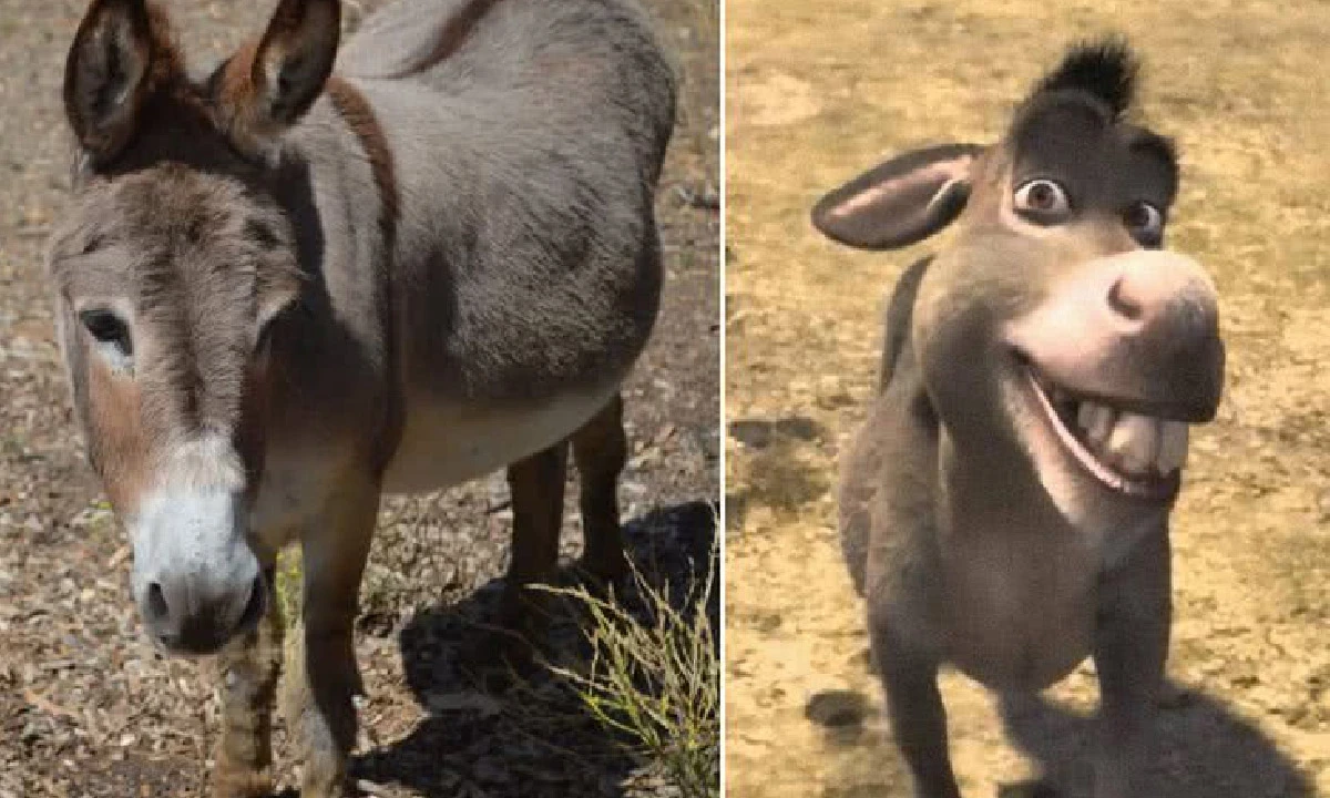 Burro personagem filme Shrek