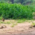Capivara se sacrifica para salvar filhotes do ataque de onça-pintada no Pantanal