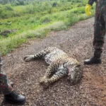 Onça-pintada é encontrada morta por atropelamento na BR-262