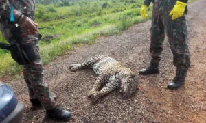 Leia mais sobre o artigo Onça-pintada é encontrada morta por atropelamento na BR-262