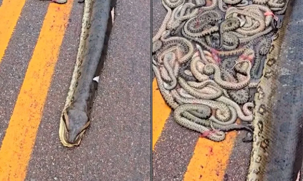 Sucuri grávida atropelada em MT