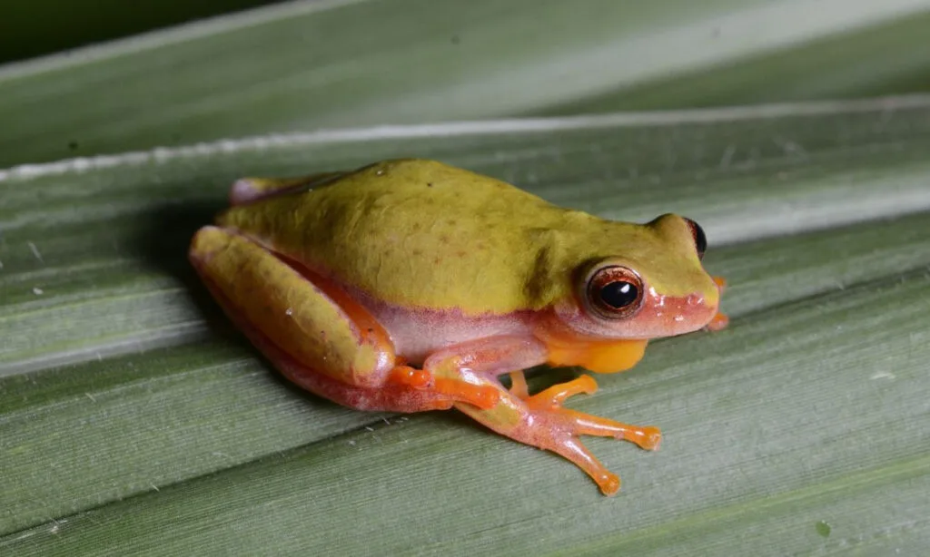 Anfíbios do pantanal