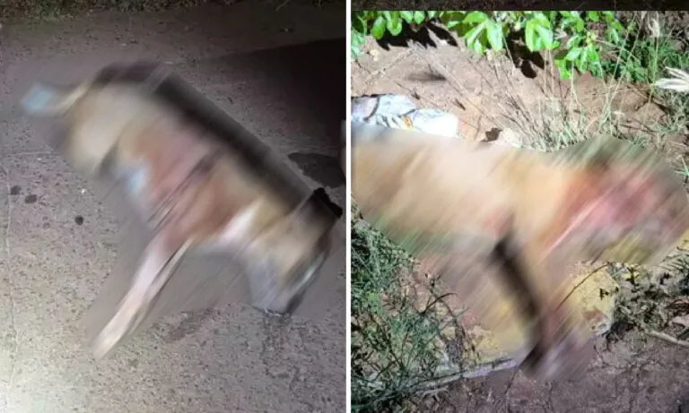 ataque de pit bulls em Campo Grande