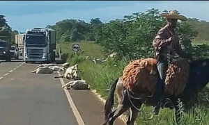 Leia mais sobre o artigo Caminhoneiro perde freios e atropela boiada na MS-320 | vídeo