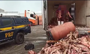 Leia mais sobre o artigo PRF apreende 125 kg de cocaína escondidos em carga de carne na BR-262 | vídeo