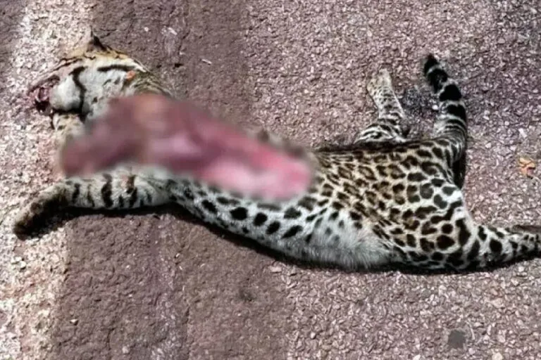 jaguatirica atropelada na BR-262