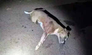 Leia mais sobre o artigo Pitbull é morto a pauladas após atacar moradora em Campo Grande