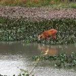 Resiliência do Pantanal: bioma se reinventa entre fogo, seca e cheia