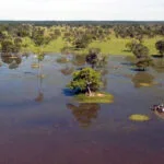 COP15 CMS 2026: Pantanal sedia debate global sobre conservação de espécies migratórias