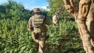 Leia mais sobre o artigo PF erradica plantação com 23 mil pés de maconha no sertão de Pernambuco