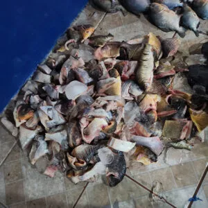 Leia mais sobre o artigo PMA apreende mais de 400 kg de pescado irregular no Rio Paraguai