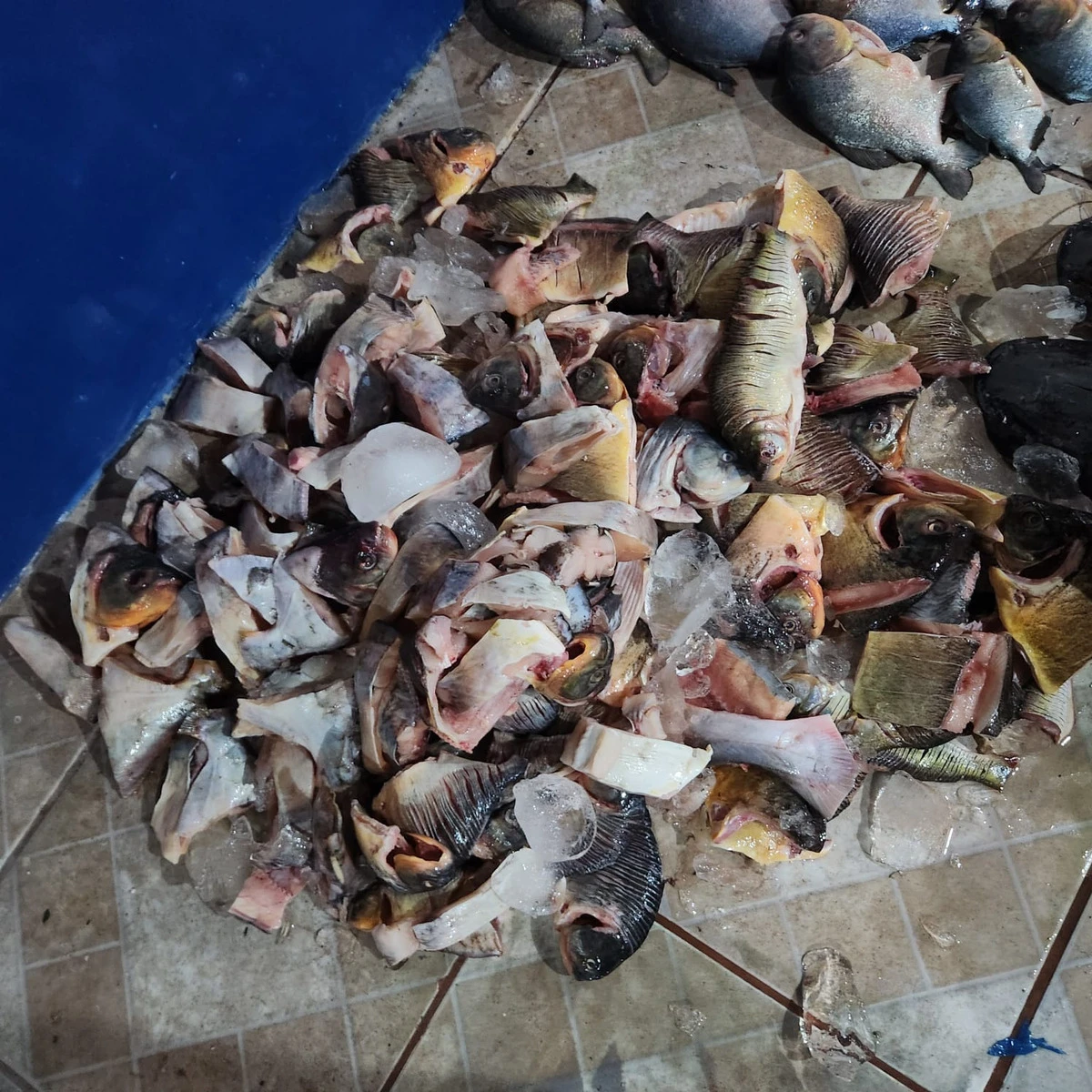 No momento, você está visualizando PMA apreende mais de 400 kg de pescado irregular no Rio Paraguai