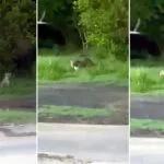 Onça-pintada é flagrada em rodovia próxima à área urbana de Corumbá