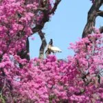 Supressão vegetal no Pantanal cai 58% após nova lei ambiental e uso de satélites