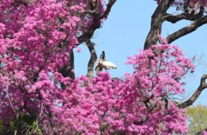 Leia mais sobre o artigo Supressão vegetal no Pantanal cai 58% após nova lei ambiental e uso de satélites