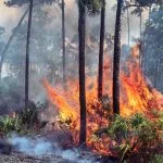 Bombeiros de MS poderão aplicar estratégias dos EUA contra incêndios florestais 3 WhatsApp Image 2025 05 28 at 16.08.20 150x150 1