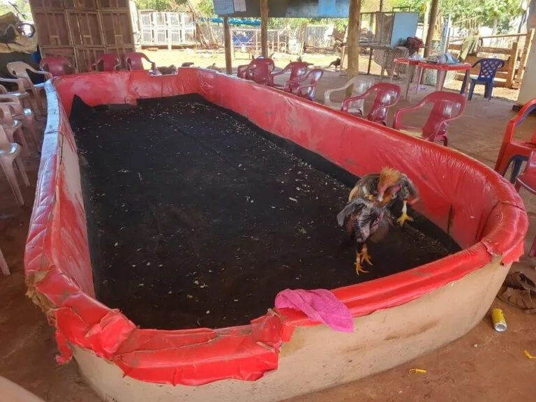 Idoso é preso por promover rinha de galos em Campo Grande