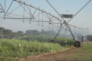 Leia mais sobre o artigo Vitrines Tecnológicas do Pantanal Tech MS trazem inovação a serviço da sustentabilidade no bioma
