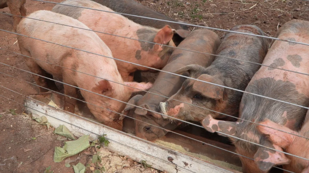 Vitrines Tecnológicas do Pantanal Tech MS trazem inovação a serviço da sustentabilidade no bioma 2 Suinocultura de precisao