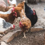 Agraer, Embrapa e Iagro reforçam prevenção à gripe aviária com foco na agricultura familiar