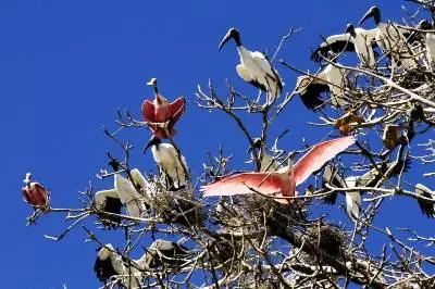 No momento, você está visualizando Estudo prevê extinção de mais de 500 espécies de aves nos próximos 100 anos