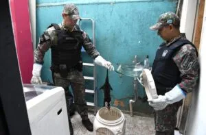 Leia mais sobre o artigo PMA alerta: animal silvestre não é pet e reforça orientações para casos de aparição na área urbana
