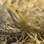 Bioparque Pantanal celebra o Dia Mundial da Cobra com educação ambiental e cuidados exemplares com serpentes