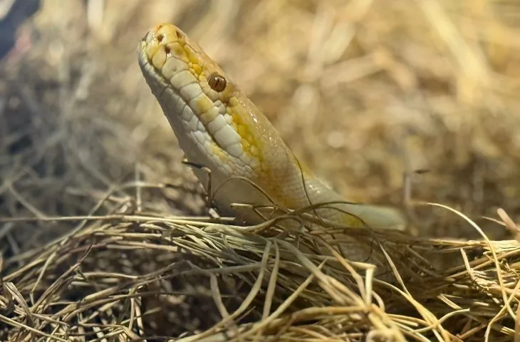Leia mais sobre o artigo Bioparque Pantanal celebra o Dia Mundial da Cobra com educação ambiental e cuidados exemplares com serpentes