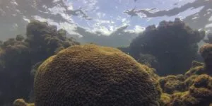Leia mais sobre o artigo Calor, acidez das águas e pouco alimento ameaçam ecossistemas marinhos