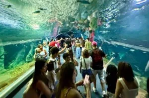 Leia mais sobre o artigo Bioparque Pantanal bate recorde de visitantes em julho e reforça Campo Grande como novo polo turístico nacional