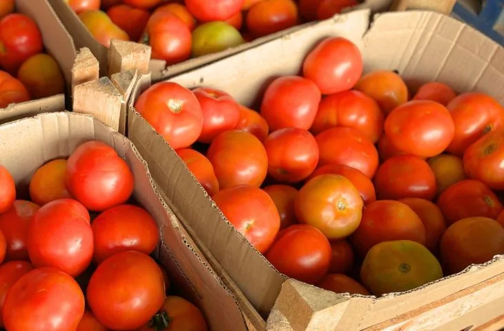 Leia mais sobre o artigo Couve e tomate registram queda de preço na Ceasa-MS; frio eleva valor da abobrinha