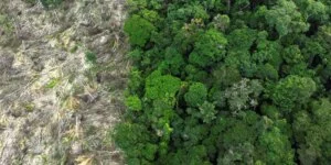 Leia mais sobre o artigo Em 40 anos, Amazônia perdeu área de vegetação do tamanho da França