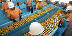 Leia mais sobre o artigo Exportação de produtos atingidos por tarifaço cai 22% em agosto