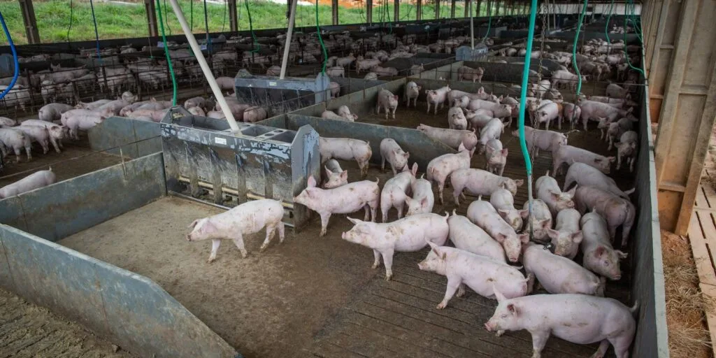 Produção de carne suína e de frango terá volume recorde em 2026 4 Producao de carne suina e de frango tera volume recorde carne suína