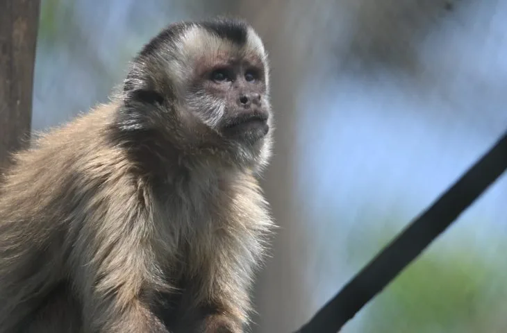 Leia mais sobre o artigo Imasul solta sete macacos-prego reabilitados no Pantanal após meses de cuidados