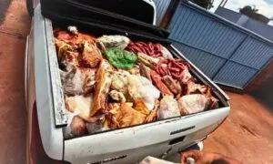 Fiscalização apreendeu 904 quilos de carne imprópria em mercados de Jaraguari, com apoio do Procon-MS e da Iagro.