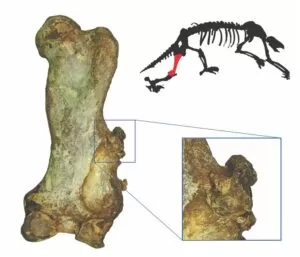 Leia mais sobre o artigo Pesquisa acha 1º câncer em mamífero não humano do período quartenário