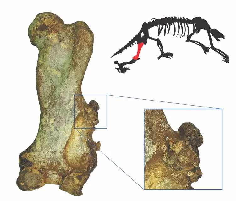 Leia mais sobre o artigo Pesquisa acha 1º câncer em mamífero não humano do período quartenário